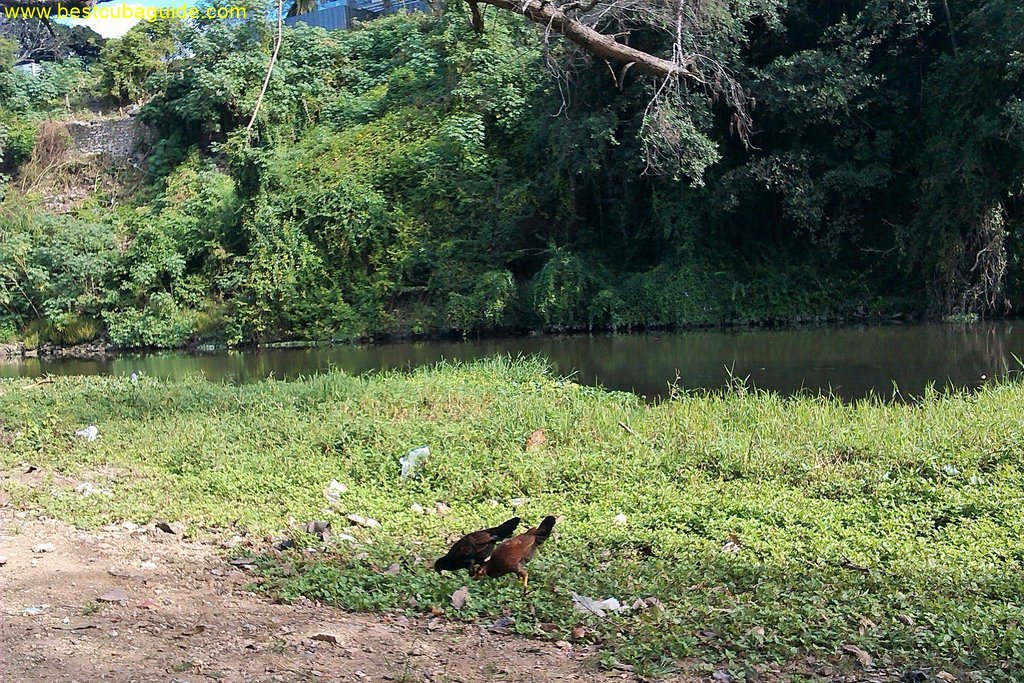 chickens parque almendares havana vedado ⋆ Best Cuba And Havana Casas