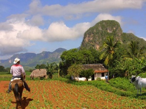 Hose and man walking through Vinales valley in Cuba